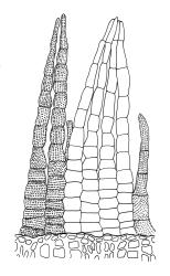 Zygodon menziesii, peristome detail of three paired exostome teeth, and two endostome segments (with one exostome tooth shaded, two unshaded).
 Image: R.C. Wagstaff © All rights reserved. Redrawn with permission from Lewinsky (1990). 